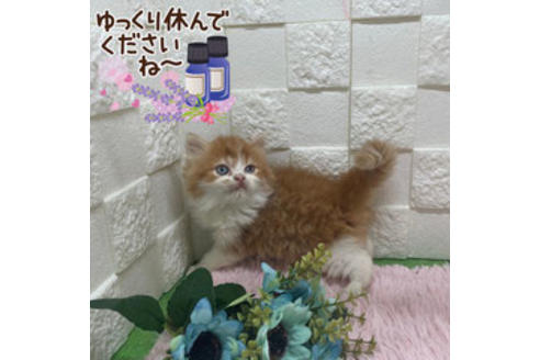 成約済の埼玉県のスコティッシュフォールド-22246の2枚目